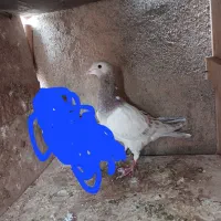 یک عدد هفرنگ نر