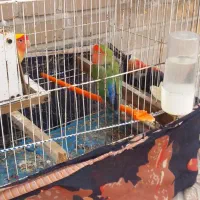 دوعدد کوتوله سبز زرد باچهار تخم .