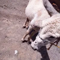 الاغ نر|حیوانات مزرعه|کامیاران, |دیوار