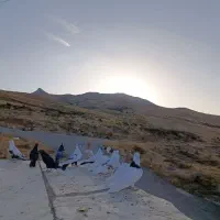 کبوتر