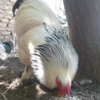 خروس برهما لایت