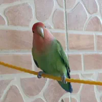 کوتوله فیشر بالغ نر|پرنده|خمینیشهر, |دیوار