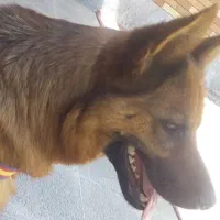 سگ ژرمن ماده|سگ|مشهد, هفت تیر (آب و برق)|دیوار