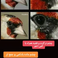 صید سهره طور