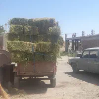 یونجه خالص بدون علف
