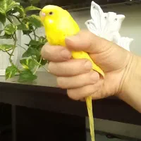 فروش مرغ عشق