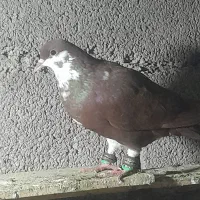 کفتر|پرنده|رضویه, |دیوار