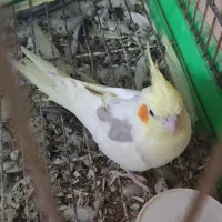 عروس هلندی|پرنده|تهران, جنتآباد مرکزی|دیوار