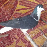 کفترشیخی ماده