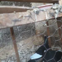 کبوتر غره سوری اصل|پرنده|سمنان, |دیوار