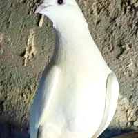 گزیب اونیان طوقی نر