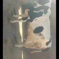 گاوباگوساله ماده|حیوانات مزرعه|شادیان, |دیوار