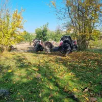 بوقلمون برنز آمریکایی اصل|حیوانات مزرعه|نکا, |دیوار