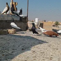 شهری بهبونی|پرنده|مرودشت, کناره|دیوار
