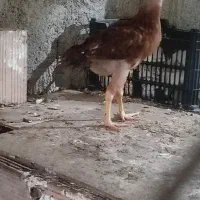 جوجه لاری و شناور ۷۰متری|حیوانات مزرعه|گرگان, |دیوار