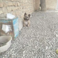 سگ ماده|سگ|آذرشهر, |دیوار