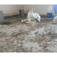 دو تا خروس گلین