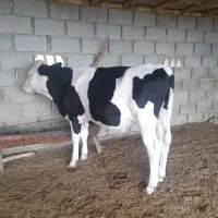 گوساله نر جنس بالا