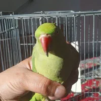 باسلام طوص ملنگو سالم نره فروش|پرنده|قروه, |دیوار