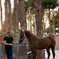 آموزش سوارکاری ، پانسیون و نگهداری ، تعلیم اسب