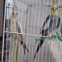 جفت عروس هلندی