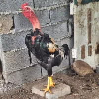 خروس گردن لختی