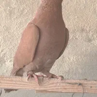 کفتر|پرنده|تهران, دستغیب|دیوار