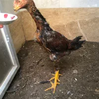 جوجه خروس لاری|حیوانات مزرعه|اردبیل, |دیوار