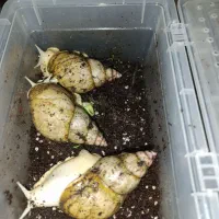 حلزون آچاتینا|خزنده|ری, شهید غیوری (ابن باویه)|دیوار