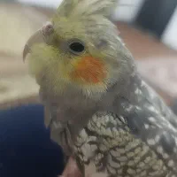 عروس هلندی گل باقالی رام رام