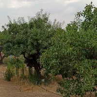 فروش زمین ۱۰۰۰ متری در احمدآباد|فروش زمین و ملک کلنگی|اصفهان, احمدآباد|دیوار