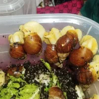 حلزون البینو|خزنده|گلبهار, شهر جدید گلبهار|دیوار