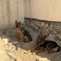 سگ ژرمن نر و ماده