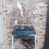 عروس هلندی|پرنده|شهریار, شهریار|دیوار