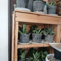 سانسوریا|گل و گیاه طبیعی|مشهد, مشکینی (شهرک غرب)|دیوار