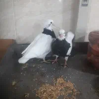 کفترجوجه طوقی سیاه