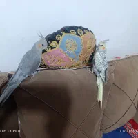 عروس هلندی نر و ماده|پرنده|صدرا-فارس, فاز ۲|دیوار