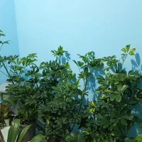 گل و گیاه|گل و گیاه طبیعی|اهواز, کوی مهدیس|دیوار