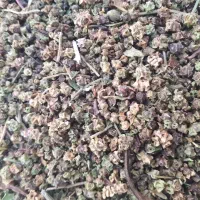 بذرچغندرلبویی قرمز