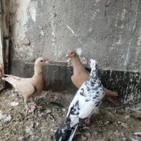 زرد کرمونی سار هفترنگ