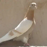 کفتر سرور