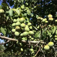 نهالستان گردو و بادام دیرگل و پربار پالیز|خدمات باغبانی و درختکاری|هریس, |دیوار