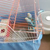 یک جفت مرغ عشق