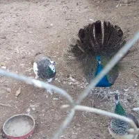 طاووس هندی ابلغ و مصری|پرنده|تاکستان, |دیوار