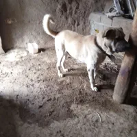 واگذاری سگ نرو ماده|سگ|شاهین دژ, |دیوار