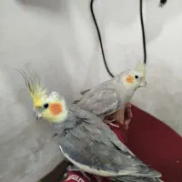 یک جفت عروس هلندی سخنگو