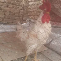 فروش خروس محلی