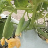 زمین باغی همراه خانه باغ ویک واحدگلخانه|فروش دفتر صنعتی، کشاورزی، تجاری|گرگان, |دیوار