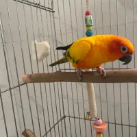 طوطی خورشیدی