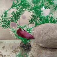 فایتر نر و ماده|ماهی|کرمانشاه, |دیوار